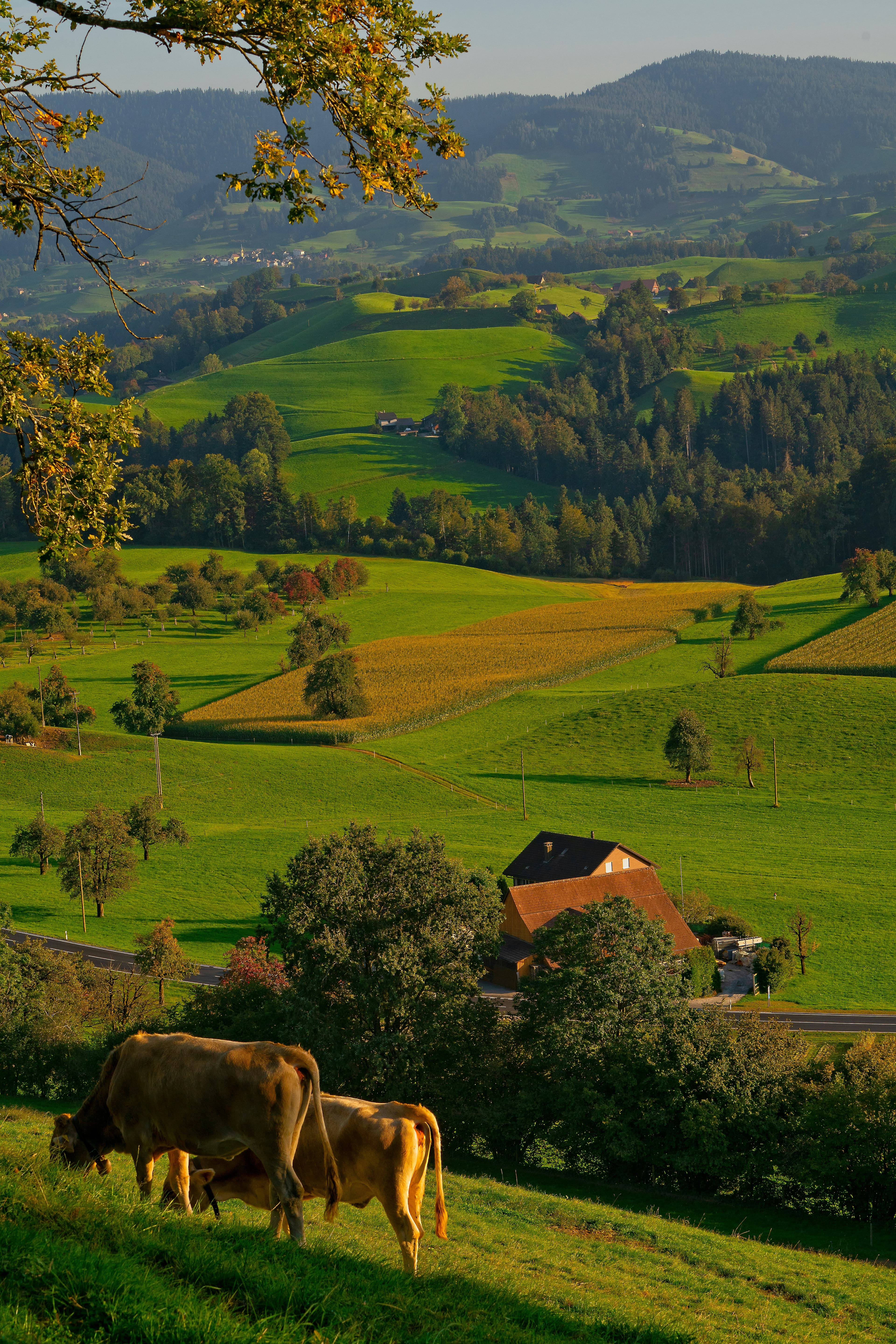 Mandi farm